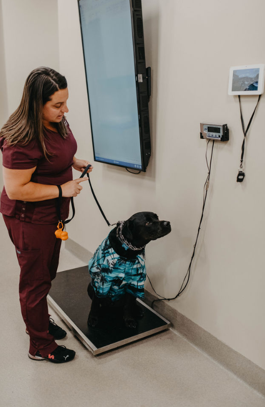 vet tech checking dog weight