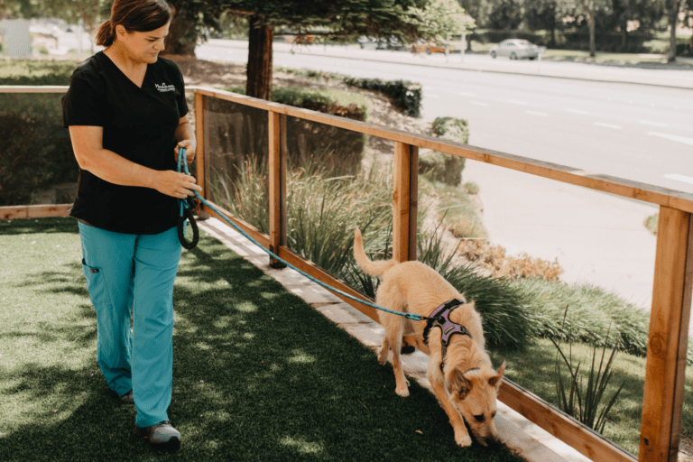 dog walk with veterinary staff