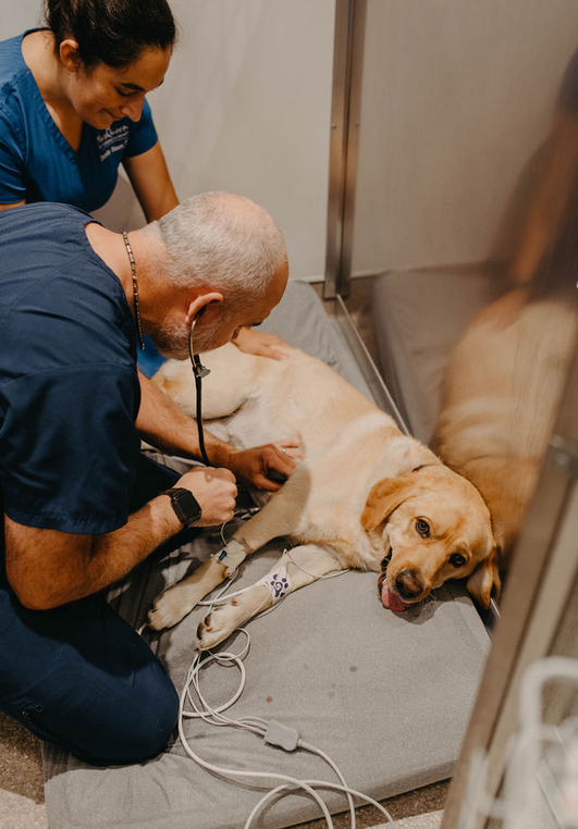 veterinary surgeon check-up