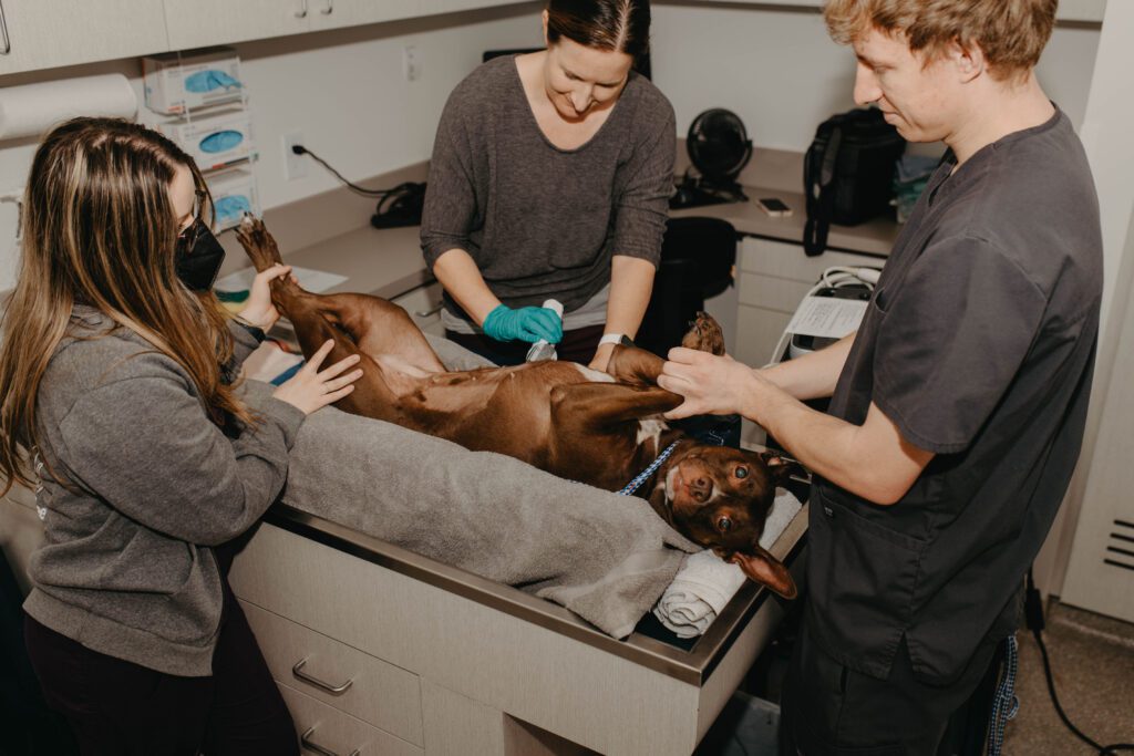 diagnostic imaging with brown dog