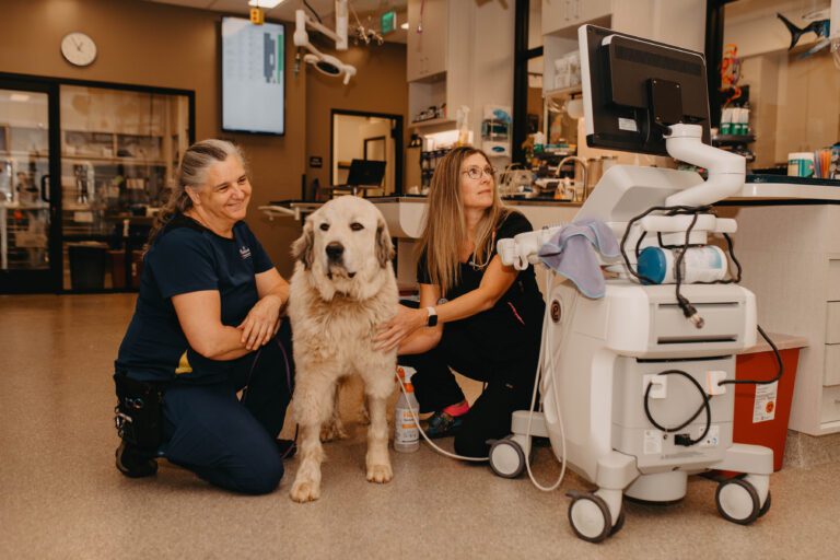 dog with veterinary staff